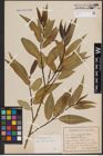 Foto von Salix fragilis L.